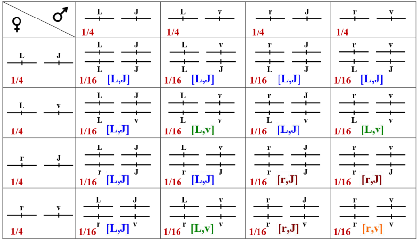 Les lois statistiques de la transmission des caractères héréditaires chez les diploïdes